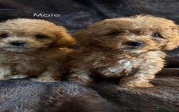 Cavapoo dogs for sale: One stunning red cavapoo male  - Image 6