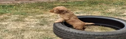Cocker Spaniel dogs for sale: 4 Red Working Cocker Spaniel Boys - Advert 14