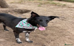 Mixed Breed dogs for adoption: 💖🐶 CARMEN 🐶💖 - Image 8