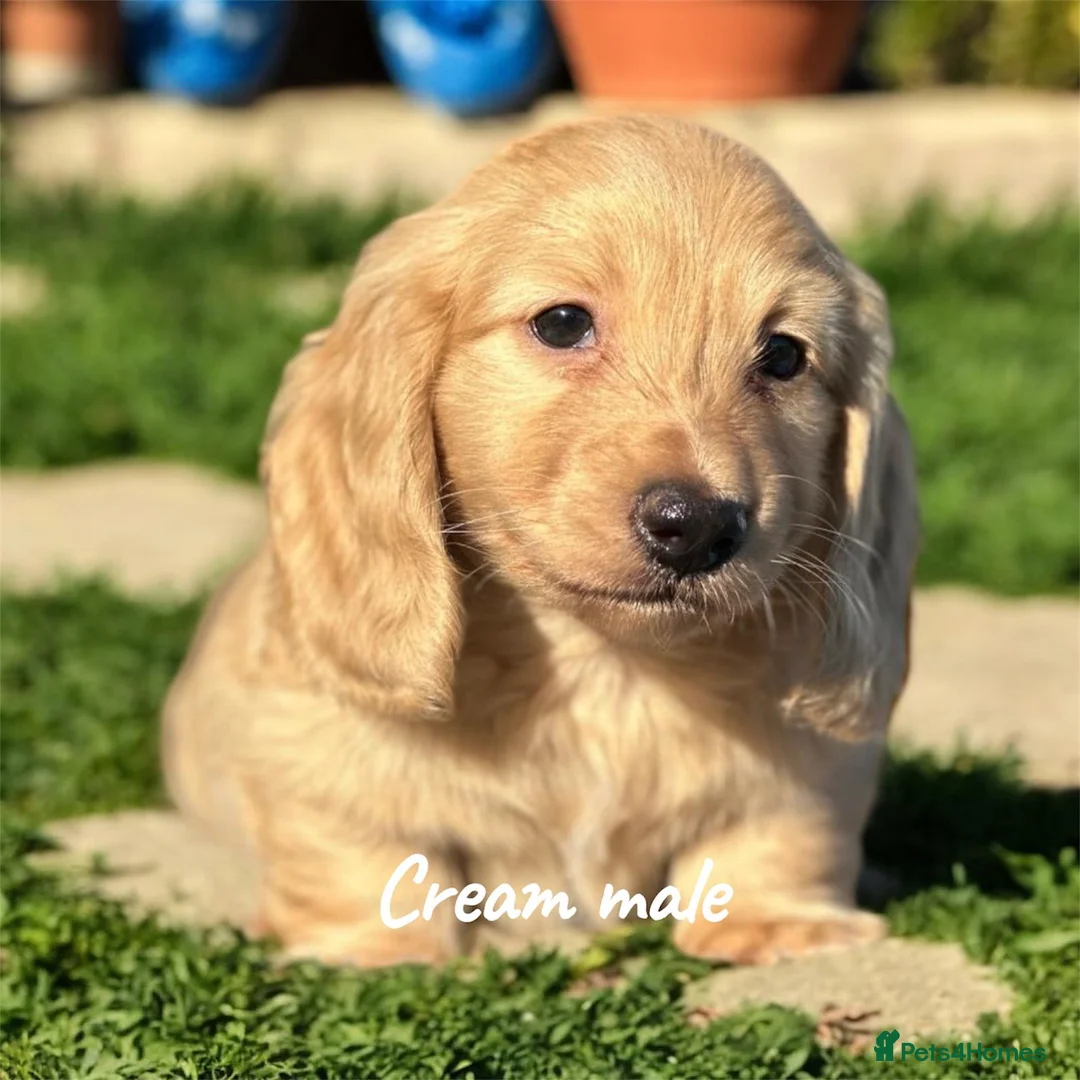 Miniature Dachshund dogs for sale: Miniature longhaired dachshund  - Advert 1