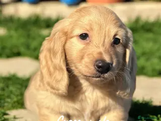 Miniature Dachshund dogs Miniature longhaired dachshund - Advert 4