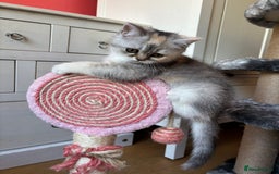 Scottish Fold cats for sale: Scottish Fold Pedigree Kittens in Romford - Image 12