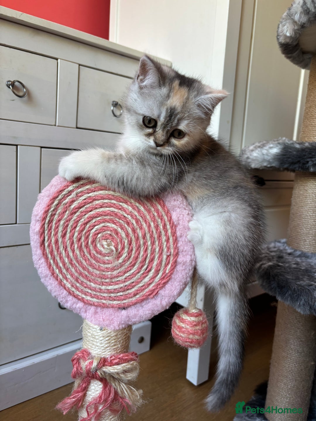 Scottish Fold cats for sale: Scottish Fold Pedigree Kittens in Romford - Image 12