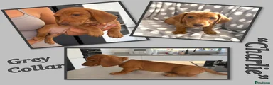 Miniature Dachshund 3