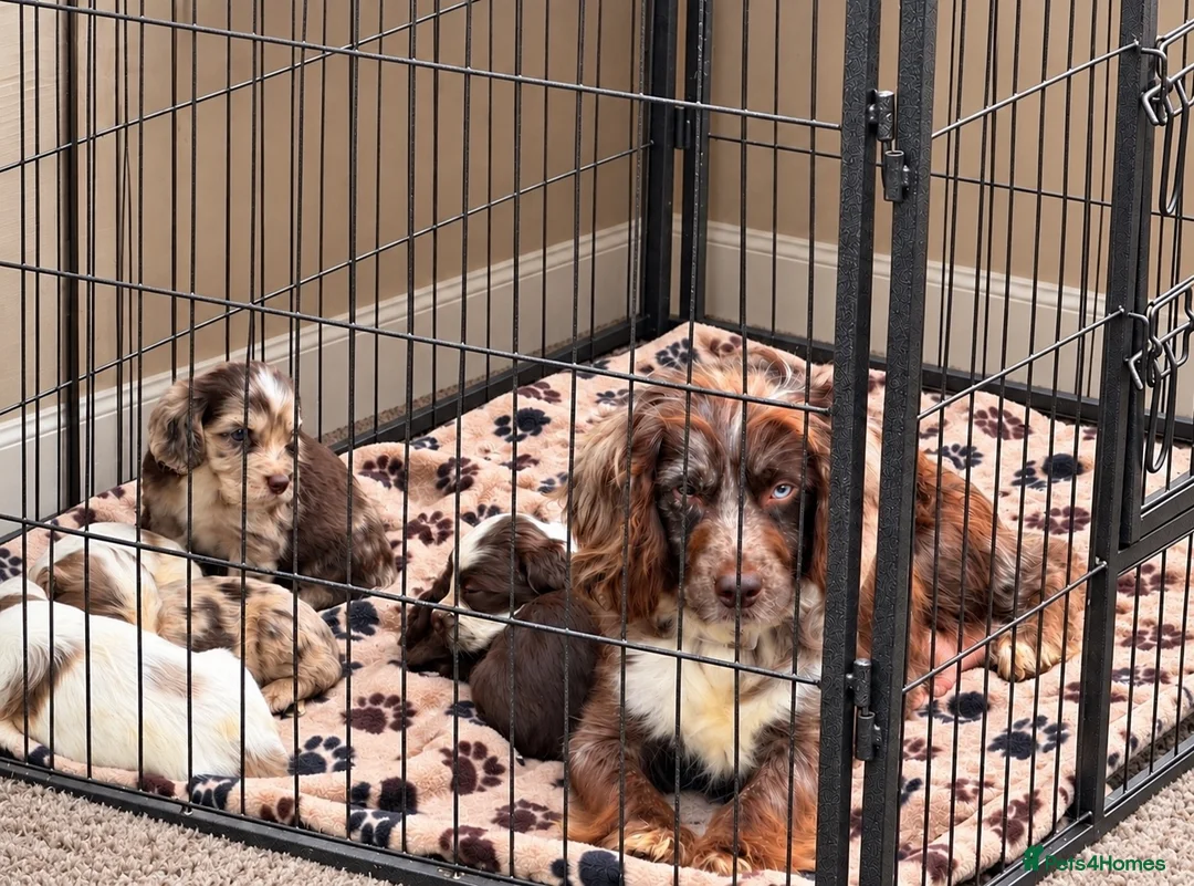 Cocker Spaniel dogs for sale: Cocker Spaniel puppies - Advert 31