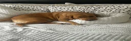Labrador Retriever dogs for sale: Beautiful Red Fox Labrador Retriever Puppies - Advert 8