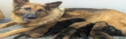 German Shepherd dogs for sale: Quality KC Puppies From Health Tested Parents - Advert 3