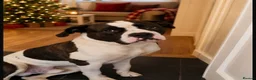 Mastiff dogs for stud: **MASTIFF STUD** in Pontypridd - Advert 2