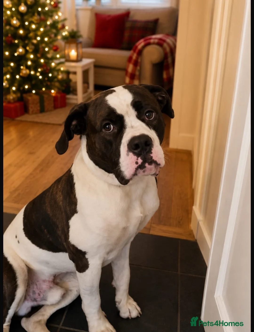 Mastiff dogs for stud: **MASTIFF STUD** in Pontypridd - Advert 2