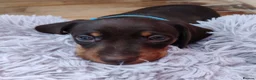 Miniature Dachshund dogs for sale: Beautiful home-reared Miniature Dachshund Puppies - Advert 10
