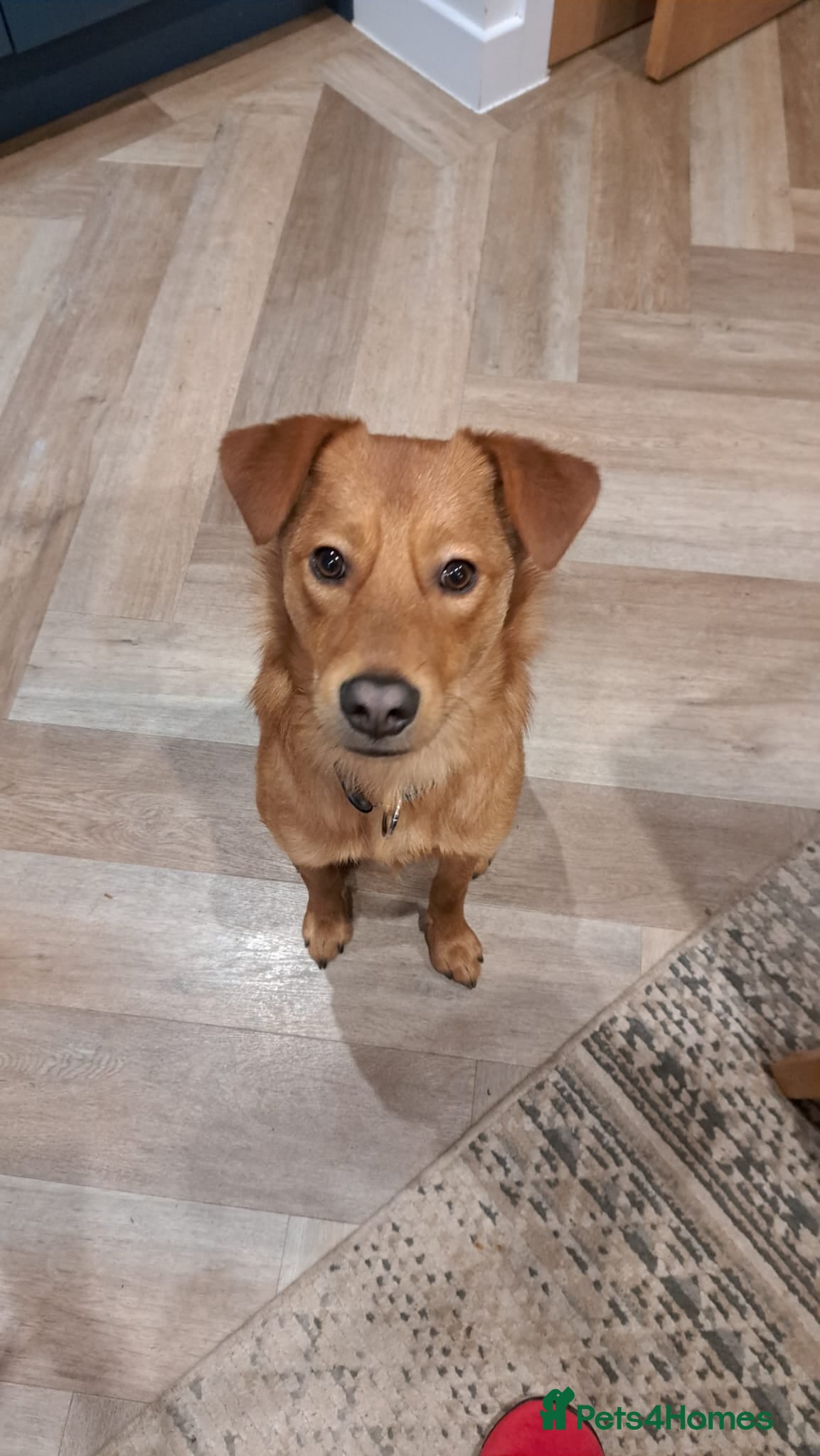 Mixed Breed dogs 💙ARCHIE💙- Loving Friendly Playful 11 months boy - Advert 2