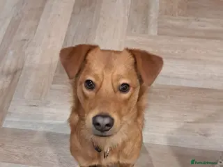 Mixed Breed dogs 💙ARCHIE💙- Loving Friendly Playful 11 months boy - Advert 2