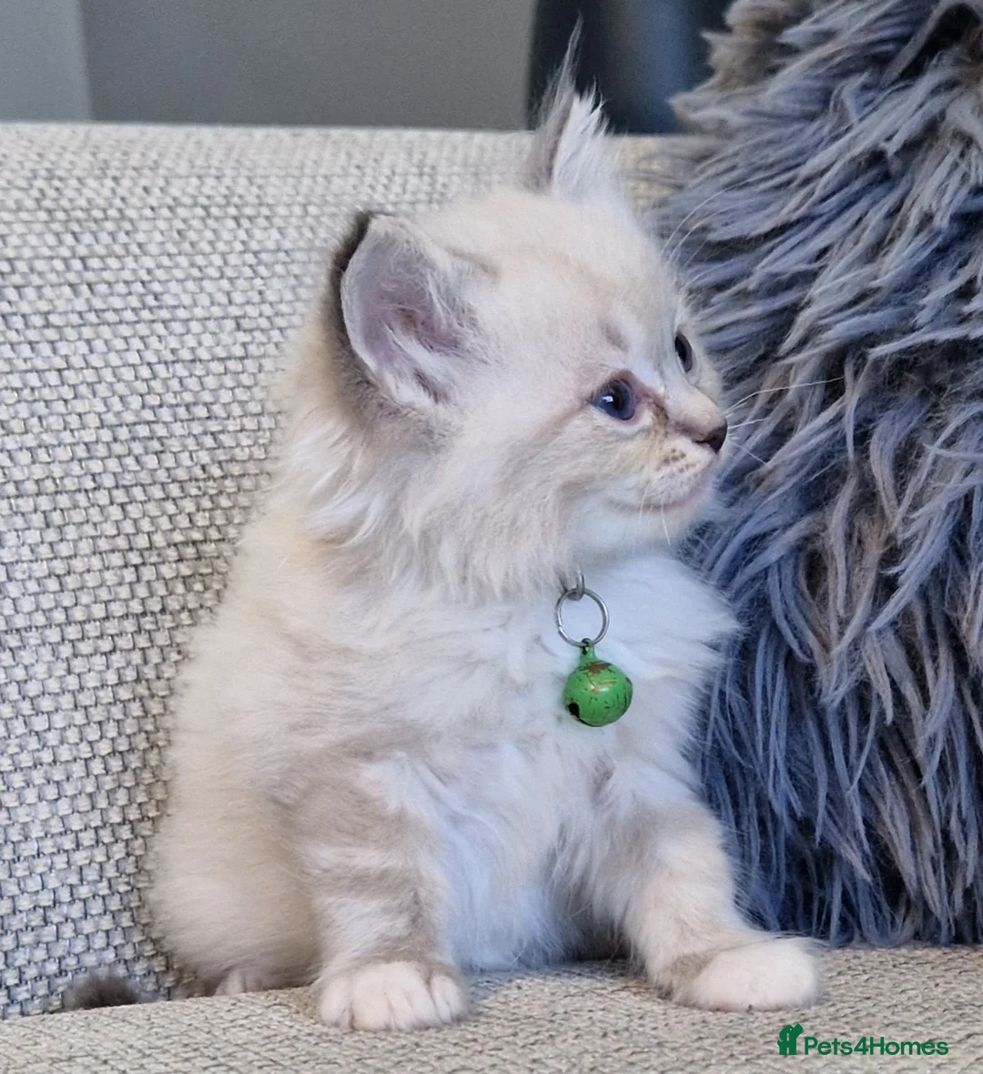 Ragdoll cats for sale: Ragdoll kittens - Advert 1