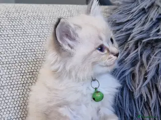 Ragdoll cats Ragdoll kittens - Advert 2