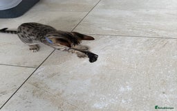 Savannah cats for sale: 2 male savannah brothers  - Image 3
