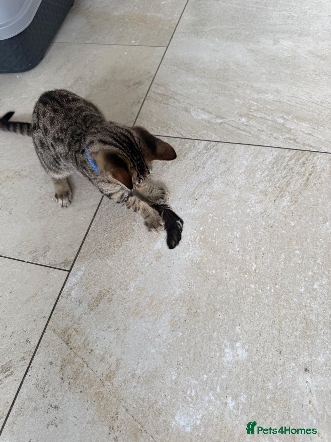 Savannah cats for sale: 2 male savannah brothers  - Image 3