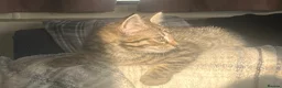 Mixed Breed cats for sale: Kittens for sale  in Boston - Advert 4