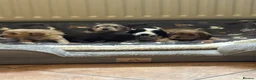 Cockapoo dogs for sale: Stunning F1 Cockapoos from H/Tested KC Parents!! - Advert 15