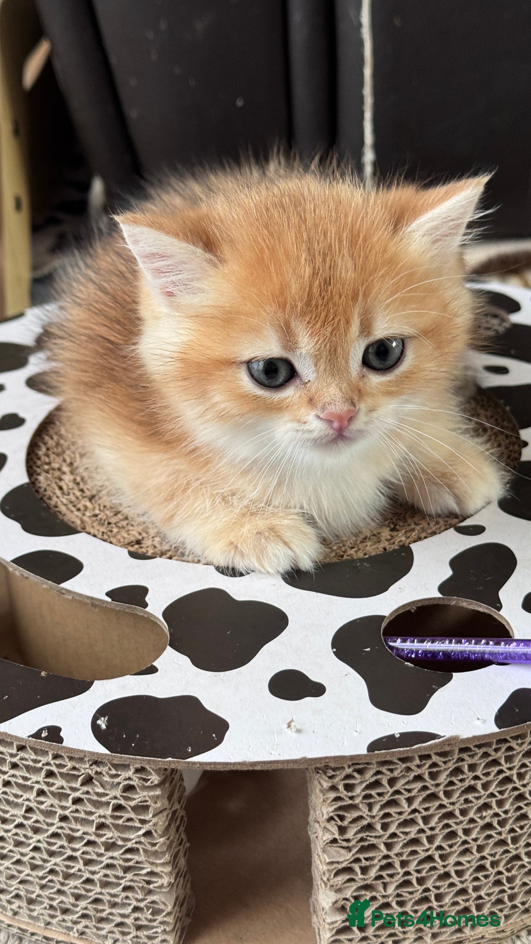 British Shorthair cats for sale: GCCF BSH BOY AND GIRL LEFT GOLDEN BLACK TIPPED  - Advert 29