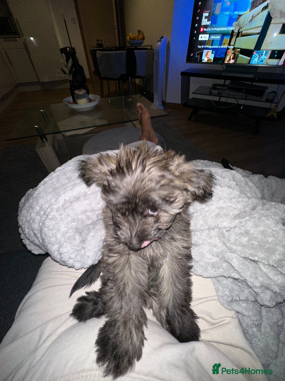 Mixed Breed dogs for sale: Puppies looking for a loving family  - Image 9