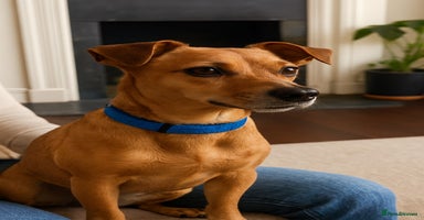 Mixed Breed dogs - Advert 15
