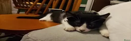 Mixed Breed cats for sale: Male kitten for sale  - Advert 4