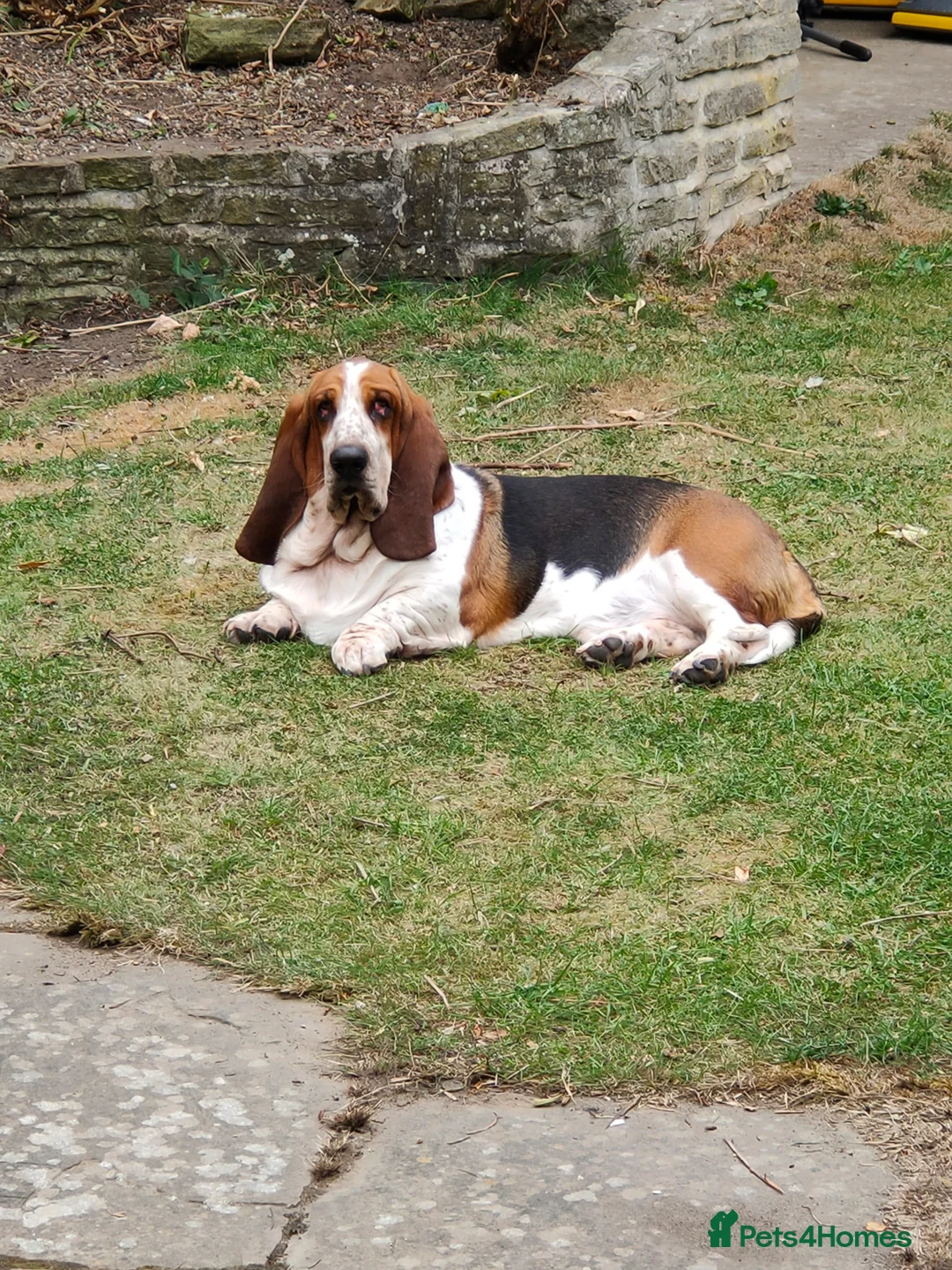 Basset Hound dogs for stud: Bert the basset  in Sheffield - Advert 4