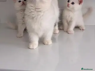 Munchkin cats Turkish Angora x Munchkin female, male & mum - Advert 3