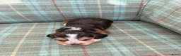 Cocker Spaniel dogs for sale: Stunning KC Show type Cocker Puppies  - Advert 23