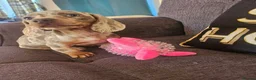 Miniature Dachshund dogs for sale: Female dashund in Skegness - Advert 5