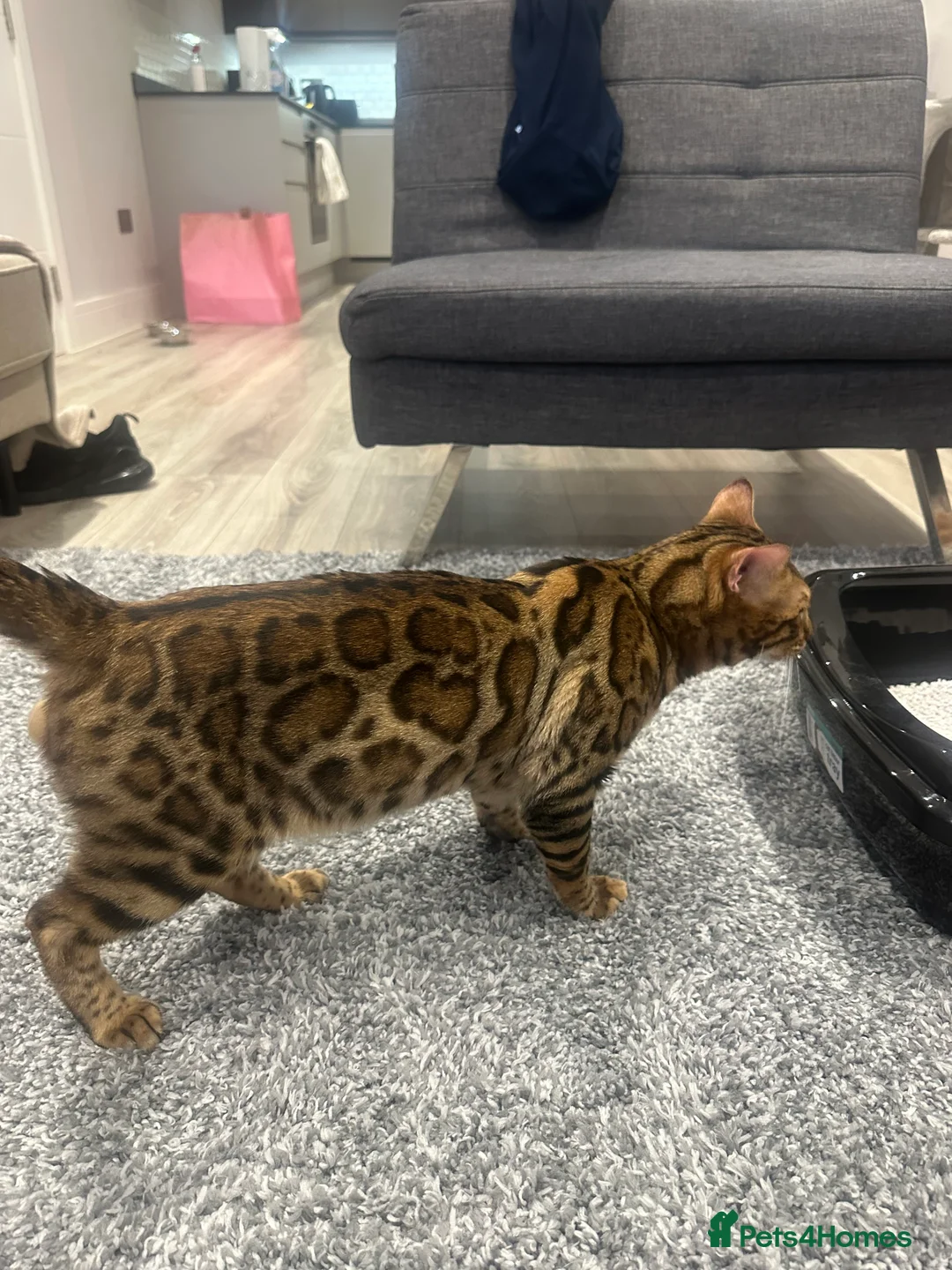 Bengal cats for sale: Pure bred Bengal TICA registered in Hoddesdon - Advert 7