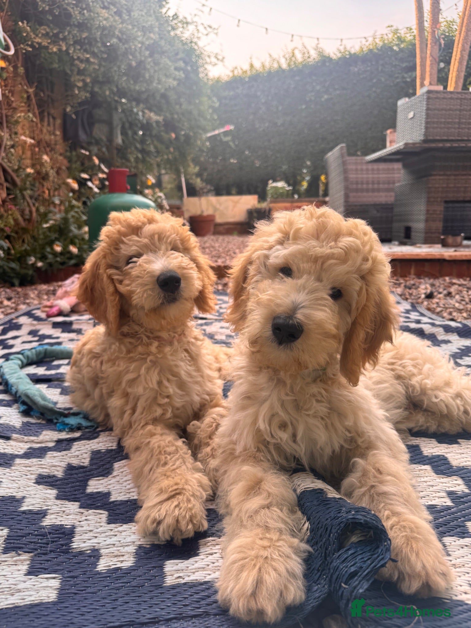 Australian Labradoodle dogs Last 3 Adorable Australian Labradoodles - Advert 1