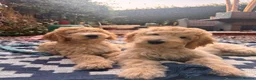 Australian Labradoodle dogs for sale: Last 2 Adorable Australian Labradoodles - Advert 1
