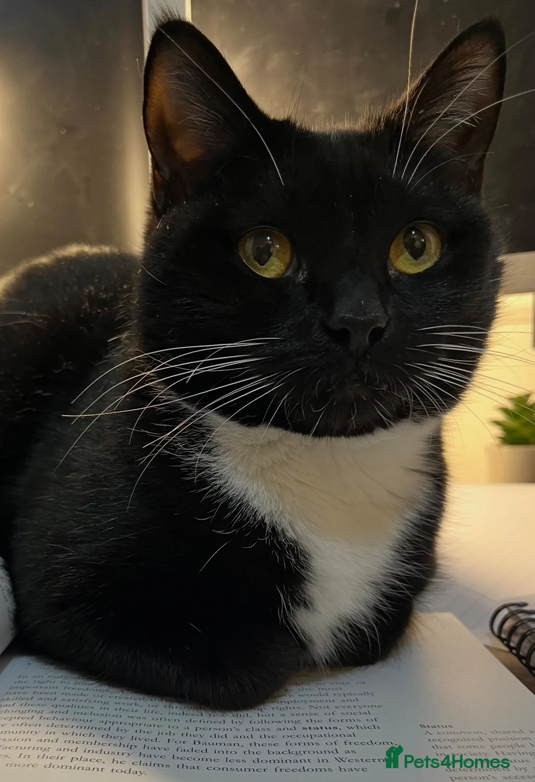 Mixed Breed cats for sale: For adoption  - Advert 2