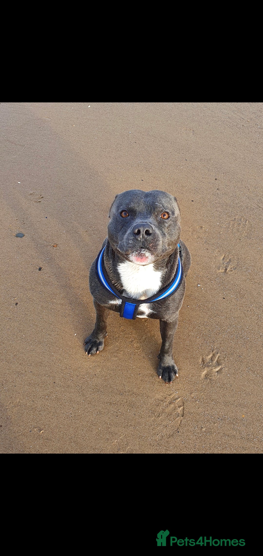 Staffordshire Bull Terrier dogs for stud: *PROVEN stud* Blue Staffordshire bull terrier in Middlesbrough - Advert 8