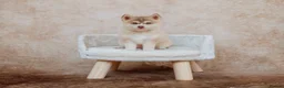 Pomsky dogs for sale: F4 Pomsky Puppies - 2 blue eyed girls left  - Advert 3