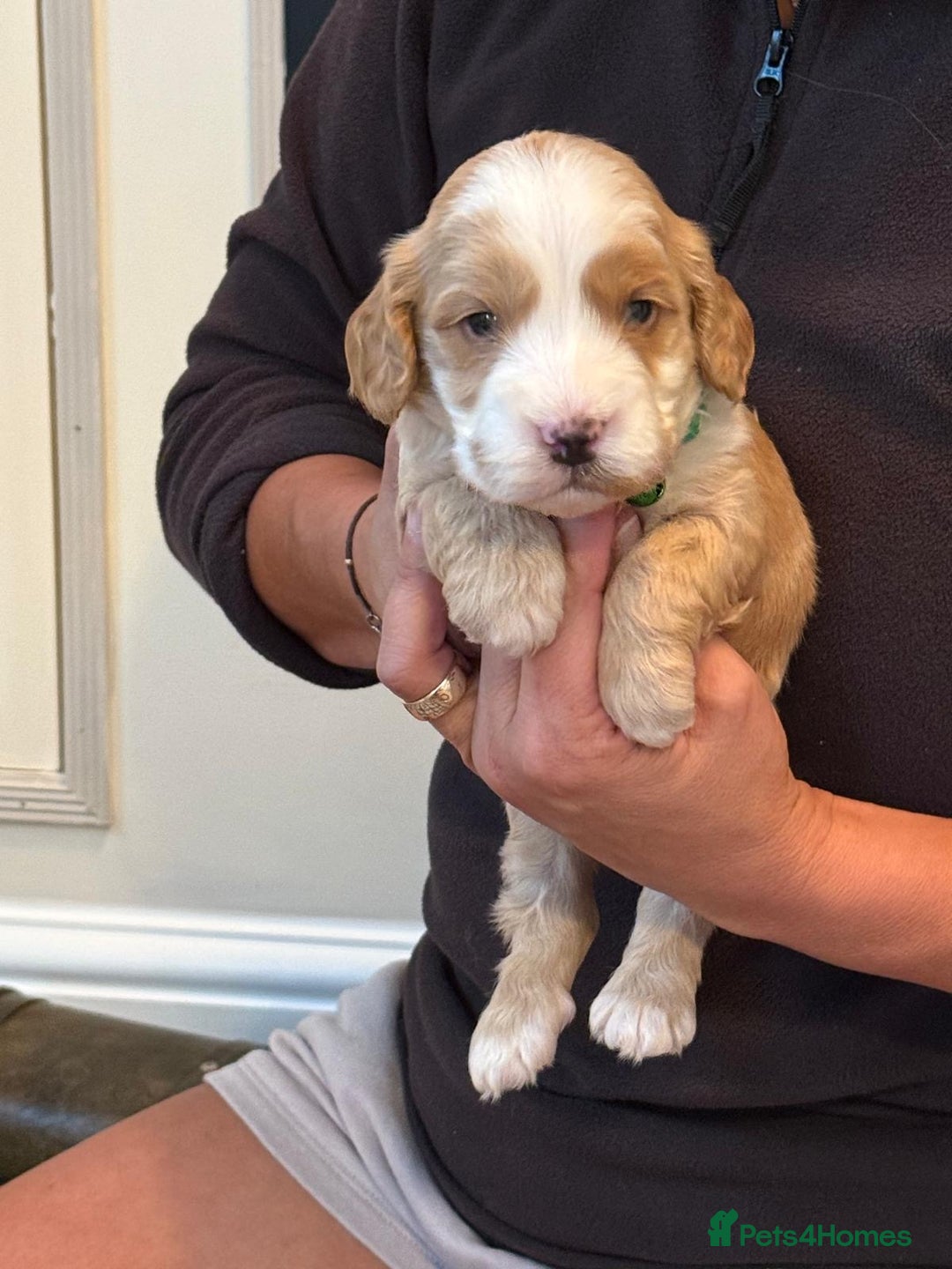 Cockapoo dogs for sale: Beautiful Golden Cockerpoo Puppies 2 Girl & 4 Boy - Image 31