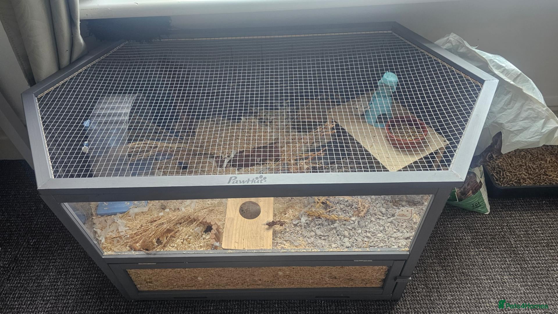 Hamster rodents 2 hamsters with seperate enclosures - Advert 1
