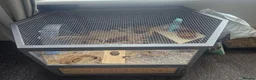 Hamster rodents for sale: 2 hamsters with seperate enclosures in Nelson - Advert 1