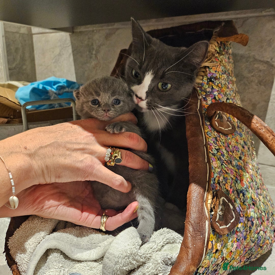 British Shorthair cats for sale: Male 3/4 BSH blue - Advert 3