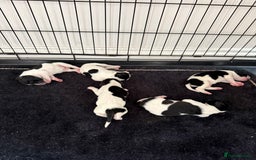 Pointer dogs for sale: English pointer puppies  - Image 2