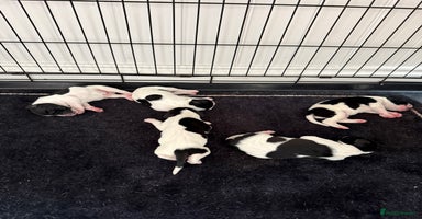 Pointer dogs - Advert 7