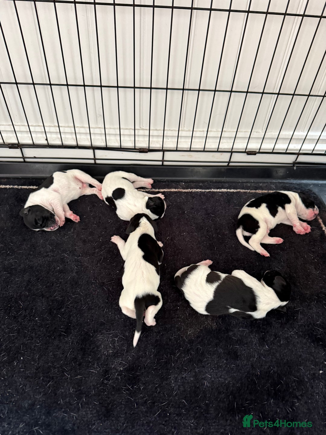 Pointer dogs for sale: English pointer puppies  - Image 2