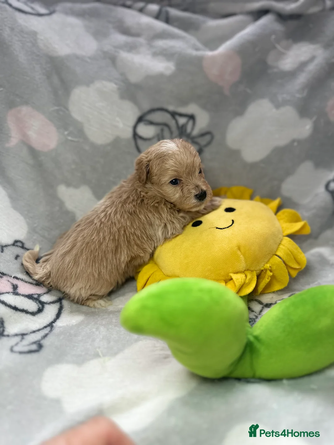 Maltipoo dogs for sale: Maltipoo puppies  - Advert 21