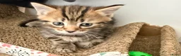 Mixed Breed cats for sale: READY🎉 Prince & Princess Tabby MaineCoon mixed 👑 - Advert 6