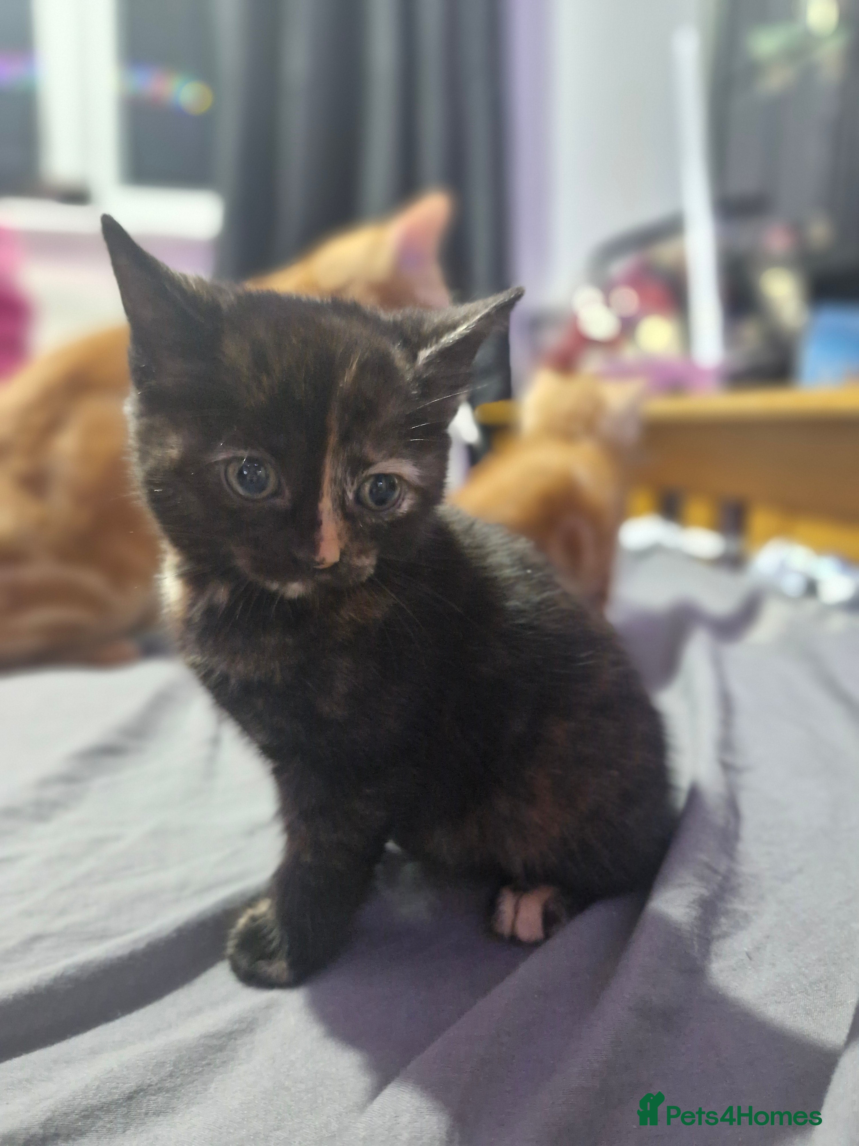 Mixed Breed cats Black female tortoise shell  - Advert 1