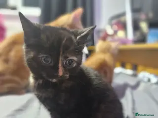 Mixed Breed cats Black female tortoise shell - Advert 1