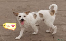 Mixed Breed dogs for adoption: 💖🐶 FAY 🐶💖 - Image 3