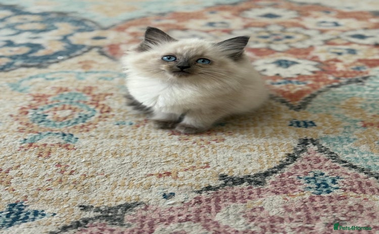 Ragdoll cats - Advert 7