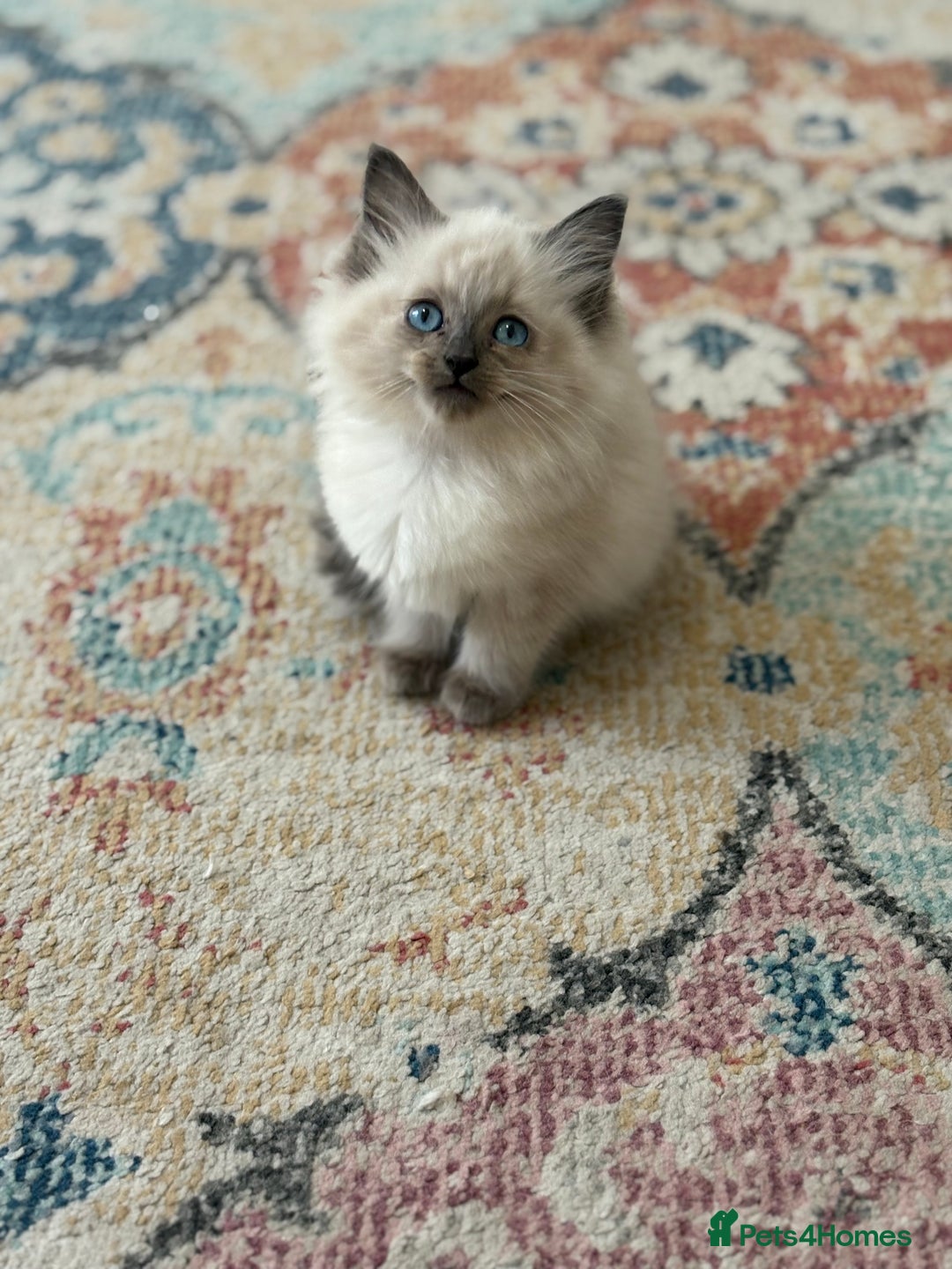 Ragdoll cats for sale: ✨2 girls stunning ragdolls left 💖 - Image 1